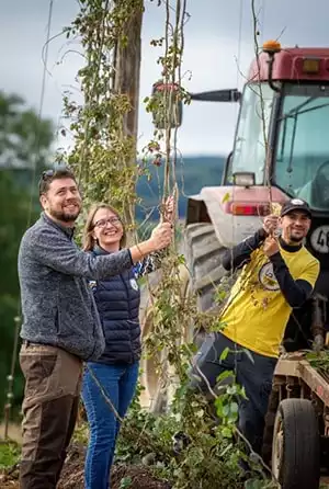 Photographie de la récolte du Houblon normand pour la confection de la recette de la bière normande Total Locall