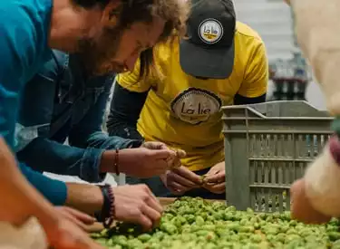 Toute l'équipe de la Brasserie La Lie réceptionne le houblon frais pour la confection de leur bière normande Total Locall